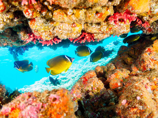 水中洞窟にいる、美しいチョウチョウウオ（チョウチョウウオ科）、ホウライヒメジ（ヒメジ科）他の群れ。

日本国静岡県伊豆半島賀茂郡南伊豆町中木から渡し船で渡るヒリゾ浜にて。
2022年9月水中撮影。

A school of the Beautiful Oriental ButterflyFish (Chaetodon aurites) and Whitesaddle goatfish (Parup