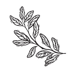 Branch of pomegranate leaves. Vector botanical black and white illustration, hand drawn in linocut style on isolated background. Drawing for food and cosmetics packaging design, postcards, posters.