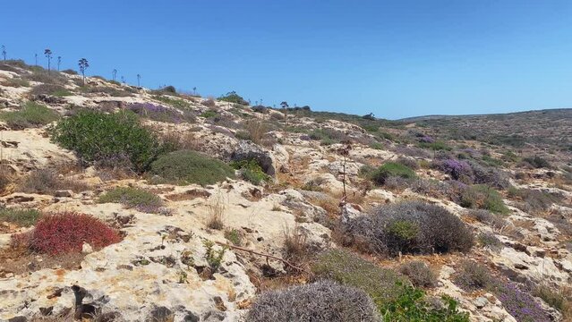 Beautiful colorful wildflowers on the rugged Terrain of Comino Island, Malta. Revealing mediterranean sea and Malta island in the distance. High quality 4k footage