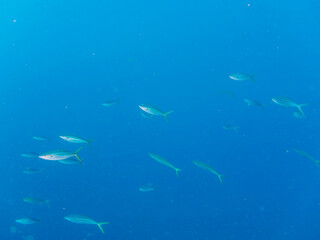 Naklejka premium キビナゴの大群を襲う迫力あるカンパチとツムブリ（アジ科）の群れ。日本国静岡県伊豆半島賀茂郡南伊豆町中木から渡し船で渡るヒリゾ浜にて。 2022年9月水中撮影。Powerful schools of Greater Amberjack (Seriola dumerili) and Rainbow Runner (Elagatis bipinnulata) attacking a large 