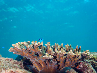 Fototapeta premium 美しいテーブルサンゴと可愛いナンヨウハギ（ニザダイ科）の幼魚とソラスズメダイ（スズメダイ科）他の群れ。日本国静岡県伊豆半島賀茂郡南伊豆町中木から渡し船で渡るヒリゾ浜にて。 2022年9月水中撮影。juvenile Palette surgeonfish (Fragtail surgeonfish), Heavenly Damselfish (Pomacentrus coelestis) a