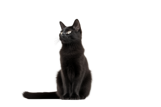 A black cat all alone against a bright transparent background.