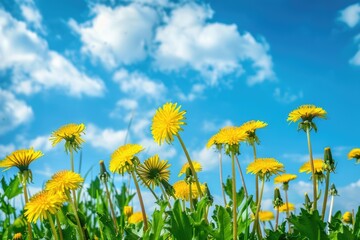 Yellow flowers against blue sky