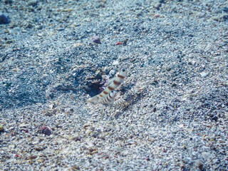 砂地で三者共生する、ダテハゼ、ハナハゼ（ハゼ科）、ニシキテッポウエビ（テッポウエビ科）。

日本国静岡県伊豆半島賀茂郡南伊豆町中木から渡し船で渡るヒリゾ浜にて。
2022年9月水中撮影。
Japanese Shrimp Goby (Amblyeleotris japonica), Blue Hana Goby (Ptereleotris hanae), and the Tiger Pistol S