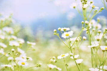 一斉に咲くヒメジョオン