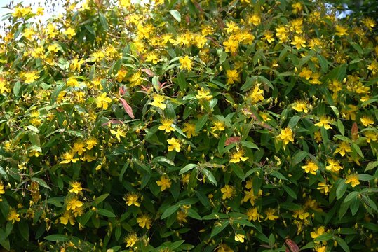 Chinese hypericum (Hypericum monogynum) flowers. Hypericaceae Semi-deciduous shrub. Five-petal yellow flowers bloom from June to July.
