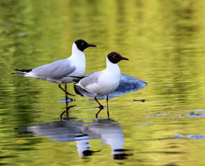 Black-headed gull