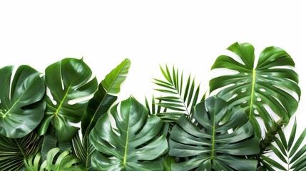 Obraz premium Green leaves of tropical plants, flower arrangement in the garden, nature backdrop, isolated on white background