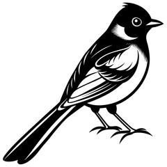 Bulbul bird sitting silhouette vector style illustration