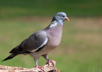 Wood pigeon