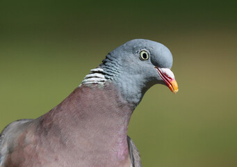 Wood pigeon