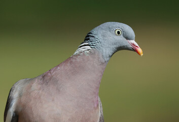 Wood pigeon