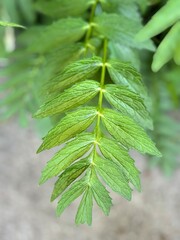 close up of green leaves