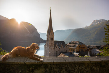 captures a relaxed dog Nova Scotia Duck Tolling Retriever enjoying a breathtaking view over an old...