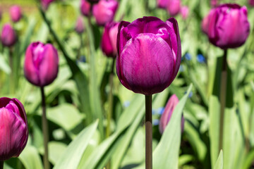 Colorful tulips in the garden spring time in bright light