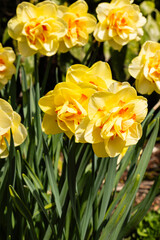 brightly colored daffodils seen in a garden in Spring time