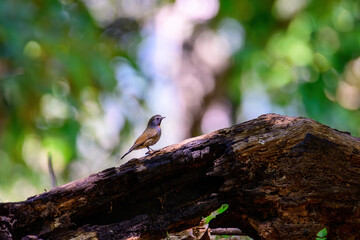 Rufous-gorgeted flycatcher, Orange gorgetted Flycatcher is dark grey to brown bird live in nature.