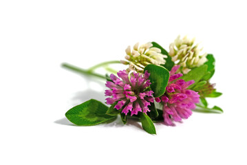 Wiesenklee, Trifolium pratense, vor weißem Hintergrund