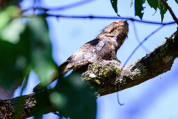 Hodgson's Frogmouth Bird or Batrachostomus hodgsoni incubates juveniles in the nest on the tree.