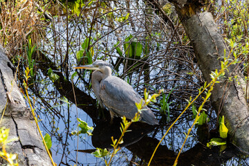Great Blue Heron is the largest American heron in the pond park environment