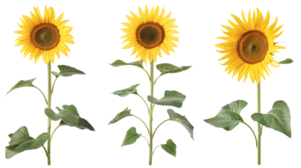 sunflower isolated 