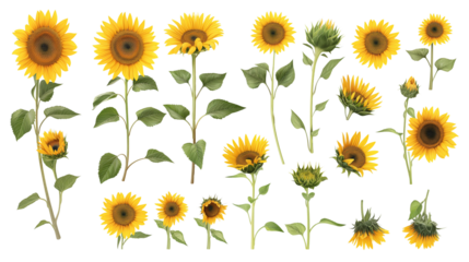 Collection set stalk of sunflower sunflowers flower floral plant with leaf leaves on transparent background