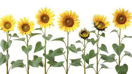 Fototapeta premium Collection set stalk of sunflower sunflowers flower floral plant with leaf leaves on transparent background