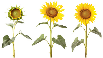 set of sunflowers leaf leaves on transparent background