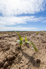a monoculture field with the cultivation of a new crop of corn
