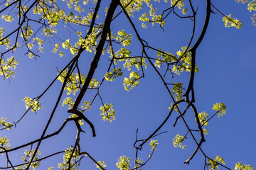 a park with different types of trees in the spring during flowering