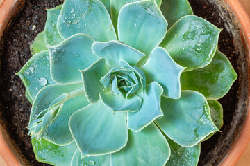 Sempervivum. Immortelle, rosette-shaped succulent plant in a pot, view from above.