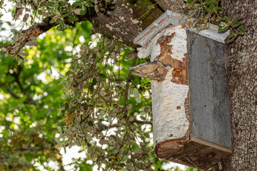 Sitta europaea. Nuthatch in nest house in a tree feeding its young.