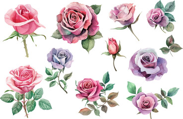 rose flower spring floral watercolor on white isolated background. pink rose watercolor illustration.