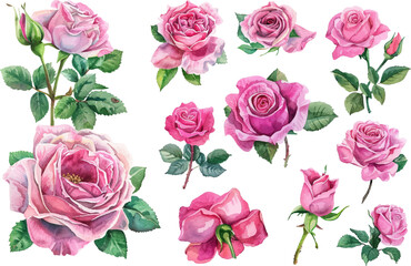 watercolor pink rose flower bouquet for valentines day