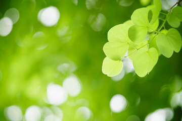 Nature of green leaf in garden at summer. Natural green leaves plants using as background cover page greenery environment ecology wallpaper