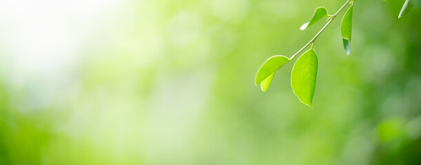 Nature of green leaf in garden at summer. Natural green leaves plants using as background cover page greenery environment ecology wallpaper