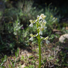 White flowering Syrian green-winged orchid (Anacamptis morio ssp. syriaca), in natural habitat on Cyprus