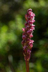 Dark pink flower of the dense-flowered orchid (Neotinea maculata), flowering in spring on Cyprus