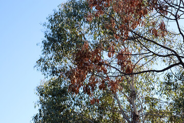 eucalyptus tree with dried leaves and eucalyptus with fresh foliage in background
