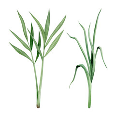 Green ginger and lemongrass leaves watercolor illustration set isolated on white background in simple style. Organic herbal foliage or grass for natural cosmetics and food designs