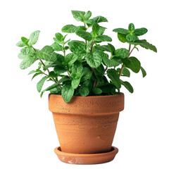 Obraz premium A lush green mint plant in a terracotta pot, isolated on a white background. The plant is healthy and vibrant.