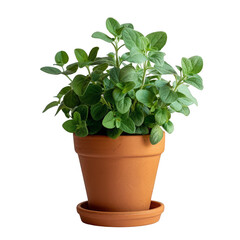 Fototapeta premium A vibrant oregano plant thrives in a terracotta pot, adding a touch of green to any space.