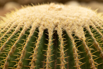 cacti with needles as background.