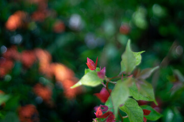 colorful hedges, and vibrant ground covers. Bougainvillea ability to thrive in harsh conditions,...
