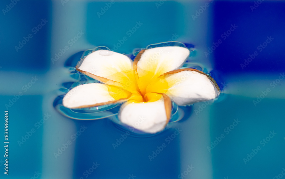 Wall mural A white flower floats on the surface of the water