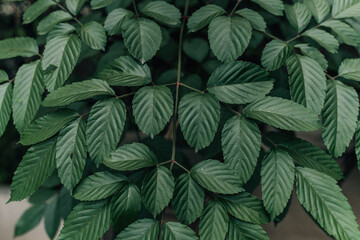 green leaves background