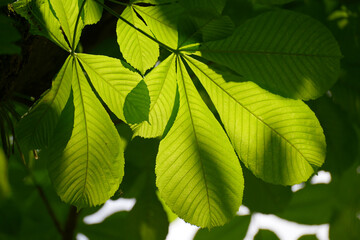 トチノキの若葉