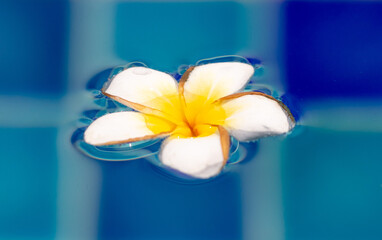 A white flower floats on the surface of the water