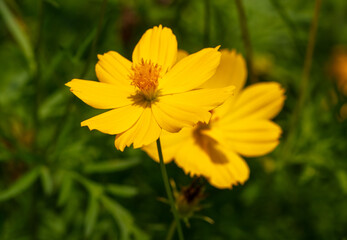 Obraz premium Beautiful yellow flower in a tropical garden