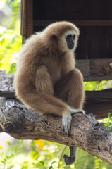 Obraz premium Monkey outdoors in a tropical park
